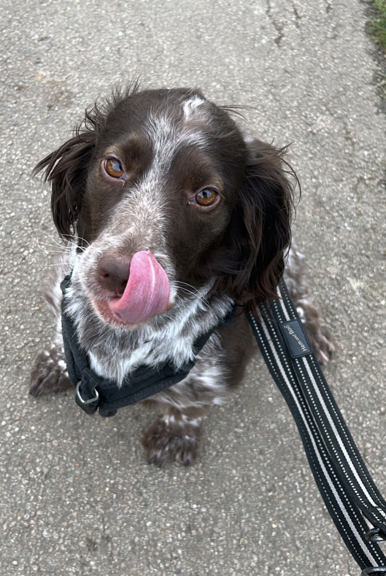 Dog Walking